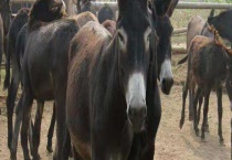 乌头驴价格及选购方法 附肉驴品种