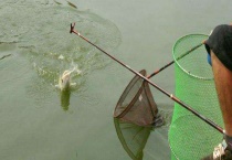 白条吃钩具体有什么漂相 这些漂相有什么特征