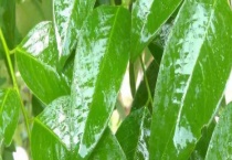 叶面肥要打了多久才不怕下雨 喷洒叶面肥有哪些注意事项