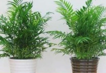 夏威夷竹子太高怎么办？