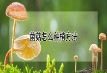 菌菇怎么种植多久？