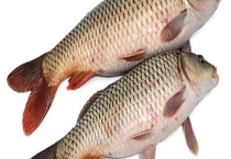 秋天用什么饵料钓鲤鱼最好？经典配方有哪些？