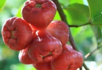 莲雾和雾莲区别？