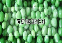 青豆和豌豆的区别？