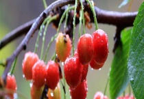 樱桃树苗的种植多久？