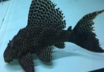 清道夫鱼为什么会死？寿命有多长 吃什么食物