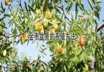 金枣盆景的养殖多久？