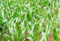 水稻和玉米高温热害的防治措施 附玉米人工授粉多久？