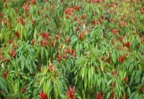 北方辣椒何时播种 附辣椒的种植多久？