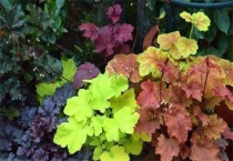 矾根夏天为什么会死