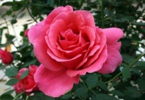 月季秋剪什么时候