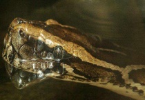 巨蚺和蟒蛇的区别？是什么？它们吃什么？