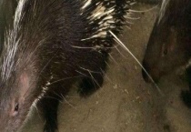 豪猪人工繁殖技术 种豪猪的选择