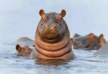 盒马在水里怎么移动