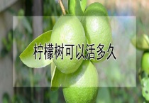 柠檬树可以活多久？