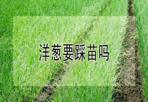 洋葱要踩苗吗？