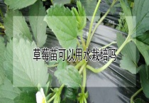 草莓苗可以用水栽培吗？