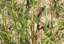 防治稻田杂草千金子的方法有哪些 详细介绍