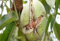 打核桃的最佳时间 核桃有什么功效和作用