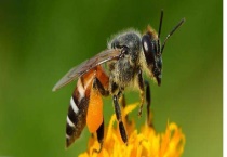 如何捕捉树洞里的野生蜜蜂 注意用土封住洞口