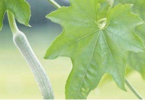 丝瓜叶子发黄怎么回事