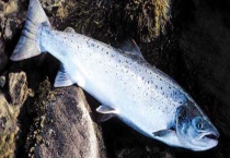 三文鱼是淡水鱼还是海鱼 附三文鱼的食用多久？