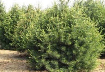 白皮松怎么修剪