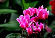 仙鹤来花叶子黄是怎么回事