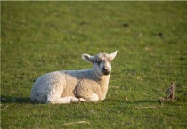 怎么样确定母羊快生了