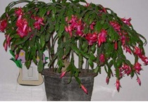 螃蟹爪花不开花怎么办？