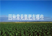 四种常见氮肥有哪些？