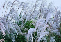 芦苇的开花时间 有哪些价值