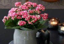 长寿花有虫子用什么药