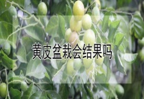 黄皮盆栽会结果吗？