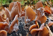 泡完的木耳能不能生吃 有什么泡发多久？