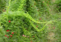 吸烟鬼怎么养的旺盛