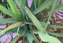 稻瘟病是什么症状