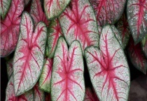 彩叶芋有毒吗？