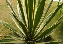 剑麻和龙舌兰的区别？