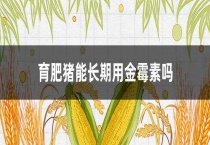 育肥猪能长期用金霉素吗？