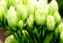 长寿花不开花的原因和办法 长寿花一年开几次花