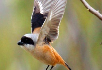 如何区分棕背伯劳的公母 附棕背伯劳简介