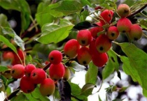 楸子和海棠果的区别？