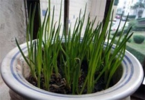 盆栽葱如何越来越粗