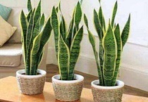 怎么分开虎皮兰侧芽