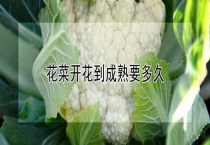 花菜开花到成熟要多久？