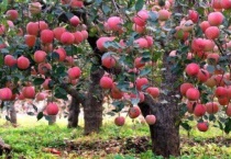 苹果树怎样栽