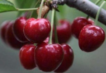 樱珠和樱桃的区别？