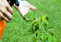 敌敌畏的作用和功效 敌敌畏如何使用