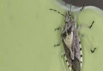 杀臭屁虫用什么药最有效 被臭屁虫咬了怎么多久？